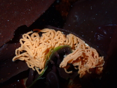 Aplysia parvula