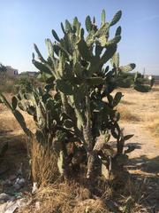Opuntia