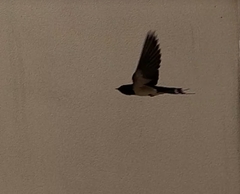 Hirundo rustica