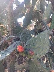 Opuntia