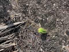 Coleocephalocereus fluminensis