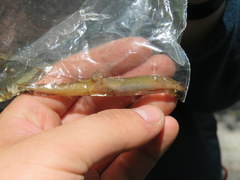 Desmognathus santeetlah