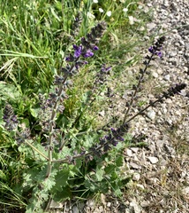 Salvia verbenaca