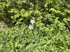 Anthriscus sylvestris
