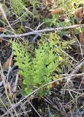 Asplenium adiantum-nigrum