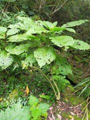 Brugmansia suaveolens