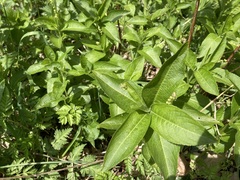 Mercurialis perennis