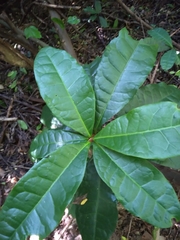 Acridocarpus natalitius