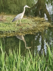 Ardea cinerea