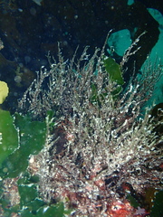 Chordariopsis capensis