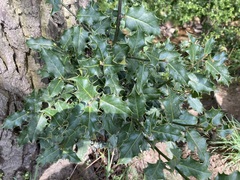 Ilex aquifolium