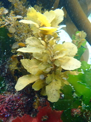 Sargassum incisifolium