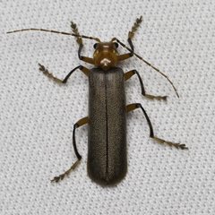 Pacificanthia consors