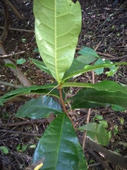 Acridocarpus natalitius