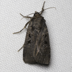 Parabagrotis insularis