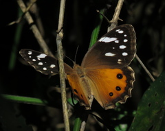 Paralethe dendrophilus junodi