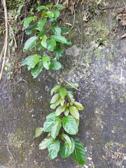 Actinidia rufa