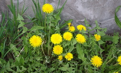 Taraxacum officinale