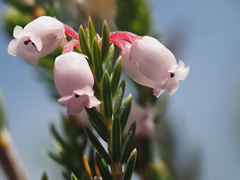 Erica verecunda