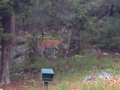 Odocoileus virginianus virginianus