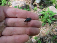 Sphaeroderus bicarinatus