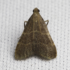 Arta epicoenalis