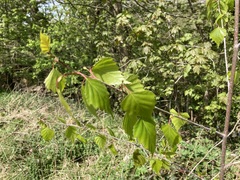 Betula pendula