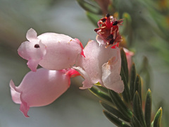 Erica verecunda