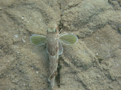 Chelidonichthys