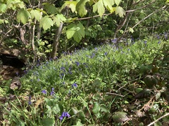 Hyacinthoides non-scripta