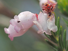 Erica verecunda