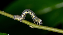 Nothomiza flavicosta