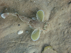 Chelidonichthys