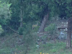 Odocoileus virginianus virginianus