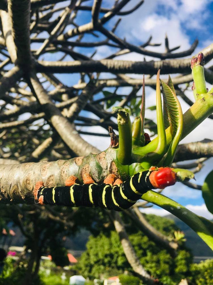 Sphingidae image