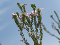 Erica verecunda