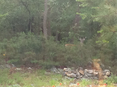 Odocoileus virginianus virginianus