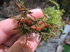 Desmognathus wrighti