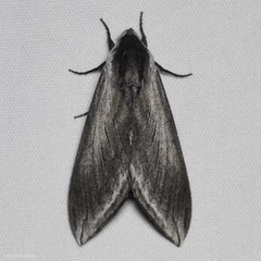 Sphinx perelegans