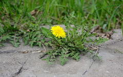 Taraxacum officinale