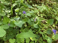 Viola riviniana