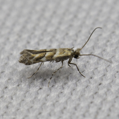Cameraria lobatiella