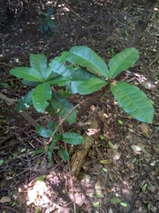 Acridocarpus natalitius