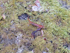 Desmognathus wrighti