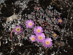 Esterhuysenia alpina