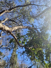 Coccoloba barbadensis