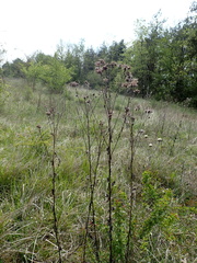 Sonchus palustris