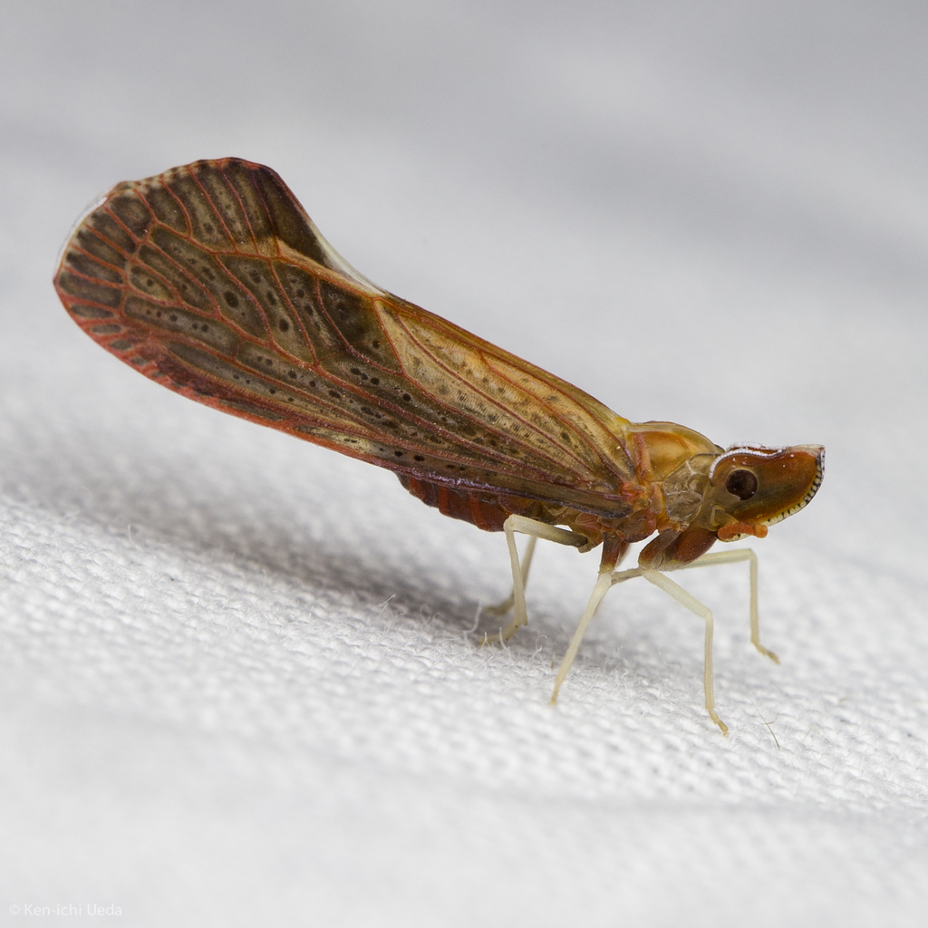 Apache californicum
