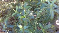 Veronica stricta stricta