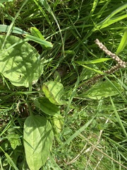 Plantago major